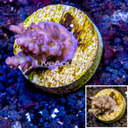 LiveAquaria® Cultured Acropora Coral  (click for more detail)