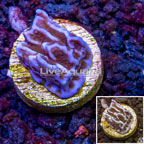 LiveAquaria® Cultured Montipora Coral (click for more detail)