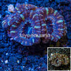 LiveAquaria® Cultured Acan Lord Coral  (click for more detail)