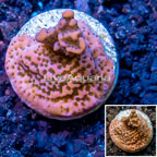 LiveAquaria® Cultured Montipora Coral (click for more detail)