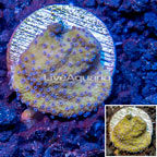 LiveAquaria® Cultured Montipora Coral (click for more detail)