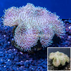 Toadstool Leather Coral Indonesia (click for more detail)