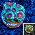 LiveAquaria® Cultured Favia Coral (click for more detail)