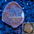 LiveAquaria® Cultured Montipora Coral (click for more detail)