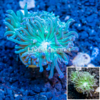 LiveAquaria® Cultured Duncan Coral (click for more detail)