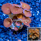 LiveAquaria® Cultured Protopalythoa Polyps  (click for more detail)