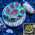 LiveAquaria® Cultured Favia Coral (click for more detail)