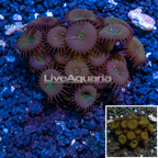 LiveAquaria® Cultured Protopalythoa Polyps  (click for more detail)