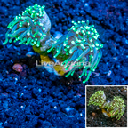 LiveAquaria® Cultured Torch Coral (click for more detail)