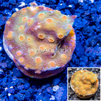 LiveAquaria® Cultured Bling Bling Cyphastrea Frag coral (click for more detail)