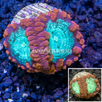 LiveAquaria® Cultured Red & Green Blastomussa Coral (click for more detail)