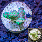 LiveAquaria® Cultured Green Stylophora Coral  (click for more detail)