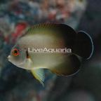 Half Black Angelfish (click for more detail)