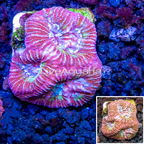 LiveAquaria® Cultured Goniastrea Brain Coral  (click for more detail)