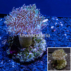 Toadstool Mushroom Leather Coral Indonesia (click for more detail)