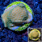 LiveAquaria® Cultured Montipora Coral (click for more detail)