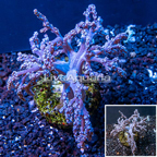 Pineapple Tree Coral Indonesia (click for more detail)