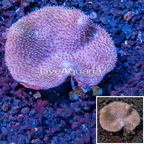 Toadstool Mushroom Leather Coral  Vietnam (click for more detail)