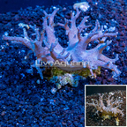 Sinularia Leather Coral Fiji (click for more detail)