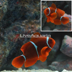 Maroon Clownfish (click for more detail)