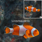 Ocellaris Clownfish (click for more detail)