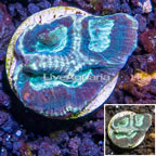 LiveAquaria® Cultured Goniastrea Brain Coral  (click for more detail)