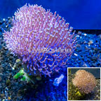 Toadstool Mushroom Leather Coral  Vietnam (click for more detail)