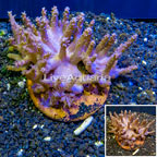 Tree Coral Indonesia (click for more detail)