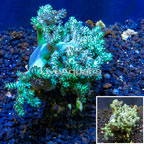 Pineapple Tree Coral Indonesia (click for more detail)