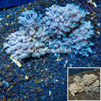 Xenia Coral Vietnam (click for more detail)