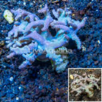 Sinularia Leather Coral Fiji (click for more detail)