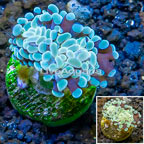 LiveAquaria® Cultured Hammer Coral (click for more detail)