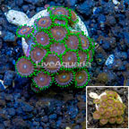 LiveAquaria® Cultured Zoanthus Coral  (click for more detail)