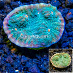 LiveAquaria® Cultured Ultra Chalice Coral (click for more detail)