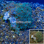 Sympodium Coral Indonesia (click for more detail)