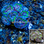 LiveAquaria® Cultured Acan Lord Coral (click for more detail)