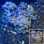 Xenia Coral Vietnam (click for more detail)