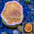 LiveAquaria® Cultured Montipora Coral (click for more detail)