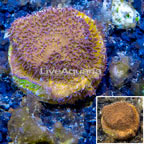 LiveAquaria® Cultured Leptoseris Coral (click for more detail)