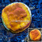 LiveAquaria® Lunar Leptoseris Coral (click for more detail)