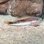 Freckled Hawkfish  (click for more detail)