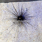 Black Longspine Urchin  (click for more detail)