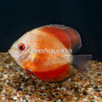 Red Marlboro Discus (click for more detail)