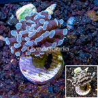 LiveAquaria® Cultured Hammer Coral (click for more detail)