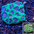 LiveAquaria® Cultured Favia Coral (click for more detail)