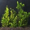 Hornwort