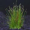 Dwarf Hairgrass