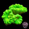 Neon Green Caulastrea