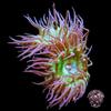 Double Head Giant Green Polyp Duncan