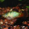 Rainbow Platy